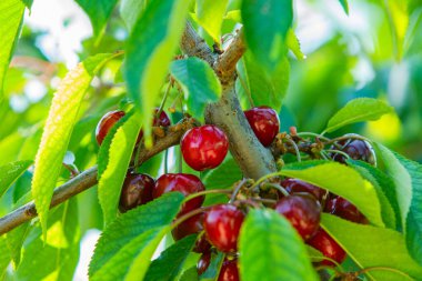 Hasattan hemen önce ağaçta olgun, sulu bir kiraz
