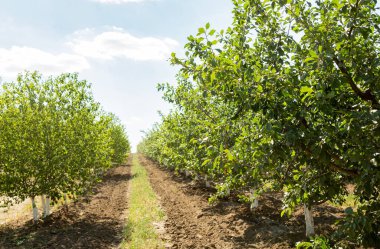 Ağaçta erikler, erik bahçesi