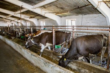 Çiftlikteki inekler. Çiftlikteki süt inekleri. Tarım endüstrisi. Hayvan yetiştiriciliği. Süt çiftliğinde saman yiyen inek sürüsü.