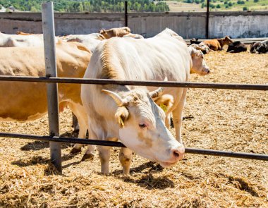 Çiftlikteki inekler. Çiftlikteki süt inekleri. Tarım endüstrisi. Hayvan yetiştiriciliği. Süt çiftliğinde saman yiyen inek sürüsü.