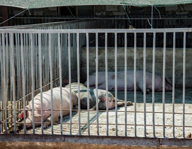 Modern hayvan çiftliğinde yetişen yerli domuzlar. Çiftlikte domuzlar. Tarım endüstrisi. Çiftlik hayvanları.