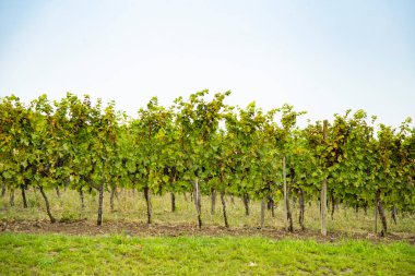 Şarap üretimi için üzüm bağları