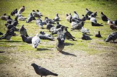 Bir grup güvercin açık havada bedava yemek yiyor.