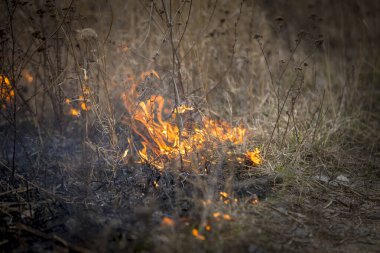 Kızgın orman bahar yangınları. Kuru otları yakıyorum. Çayırda çimler alev aldı. Ekolojik felaket. Ateş ve duman tüm yaşamı yok eder. İtfaiyeciler büyük bir yangını söndürdü. Çok duman var.