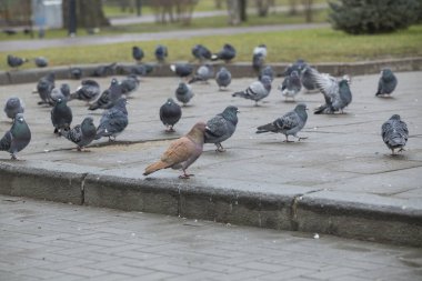 Güvercinler City Park