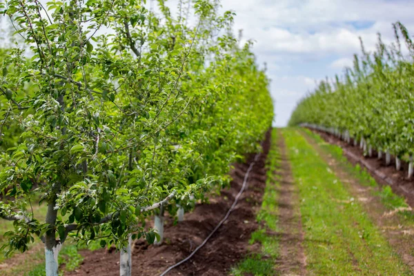 Agricoltura Righe Meli Crescono — Foto Stock