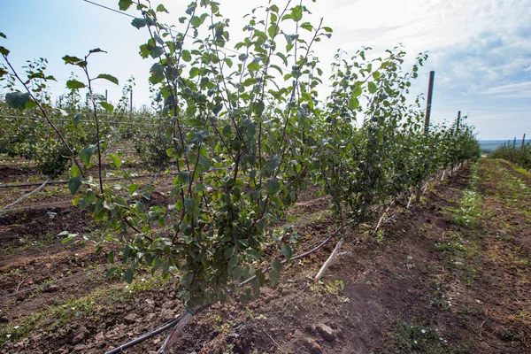 Agricoltura Righe Meli Crescono — Foto Stock