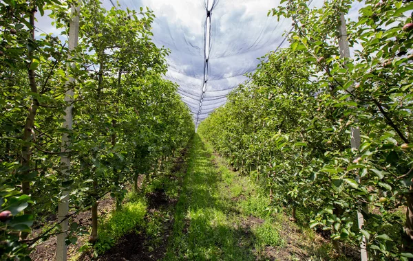 Agricultura Filas Manzanos Crecen —  Fotos de Stock