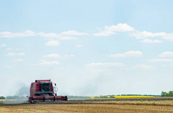 Harvester Working Field Sunny Summer Day — ストック写真