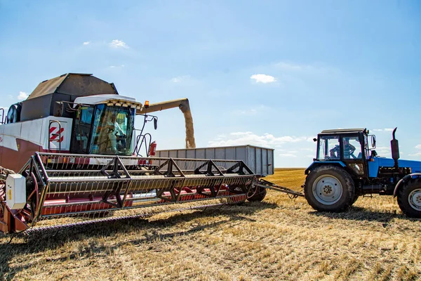 Sklizeň Pšenice Farmě Pole Pozadí Modré Oblohy — Stock fotografie