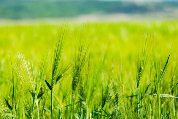 Зеленое Пшеничное Поле Летом Голубое Небо — стоковое фото