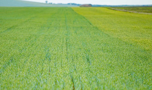 Green Wheat Field Summer Blue Sky — Stockfoto