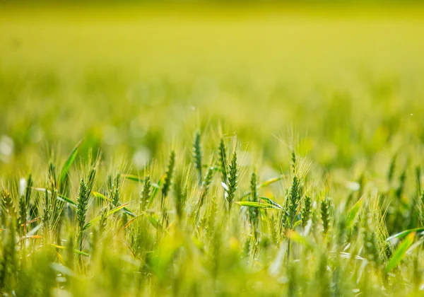 Зеленое Пшеничное Поле Летом Голубое Небо — стоковое фото