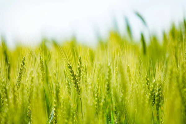 Green Wheat Field Summer Blue Sky — Stok fotoğraf