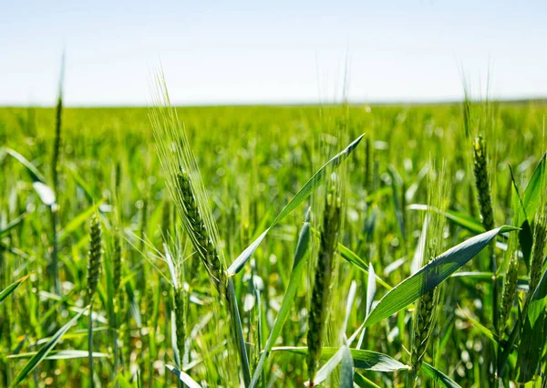 Green Wheat Field Summer Blue Sky — Foto de Stock