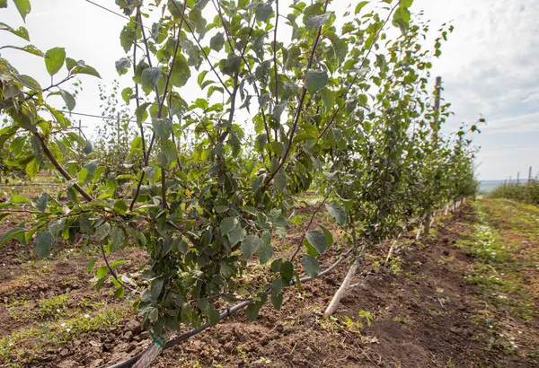 Plums Tree Plum Orchard — Stockfoto