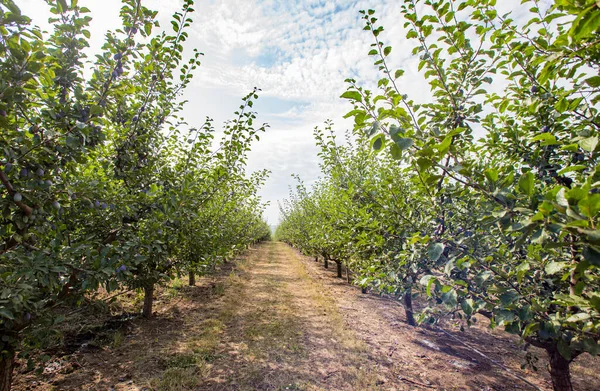 Plums Tree Plum Orchard — Foto Stock