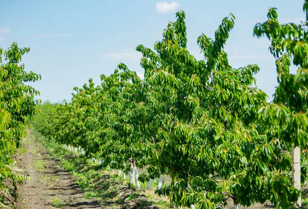 Agriculture Rows Cherry Trees Grow Cherry Orchard — Stockfoto