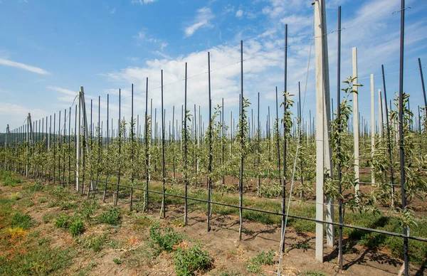 Agricultura Filas Cerezos Crecen Huerto Cerezos —  Fotos de Stock