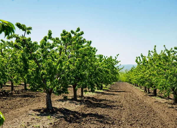 Agriculture Rows Cherry Trees Grow Cherry Orchard — Foto Stock