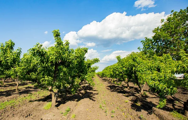 Agriculture Green Peaches Branches Peach Garden — Foto Stock