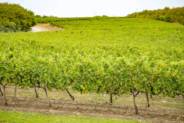 Vineyards Vines Wine Production — Stockfoto