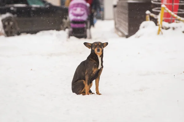 Dog Walking Ground Winter — Stock Photo, Image