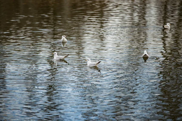 Seagulls Lake Birds River Park — Zdjęcie stockowe