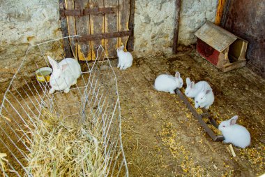 Hayvan çiftliğinde tavşan kafesinde tavşanlar, çiftlik arka planı. Doğal ekolojik çiftlikte tavşancık. Modern hayvan çiftliği ve ekolojik tarım kavramı