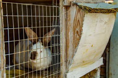 Hayvan çiftliğinde tavşan kafesinde tavşanlar, çiftlik arka planı. Doğal ekolojik çiftlikte tavşancık. Modern hayvan çiftliği ve ekolojik tarım kavramı