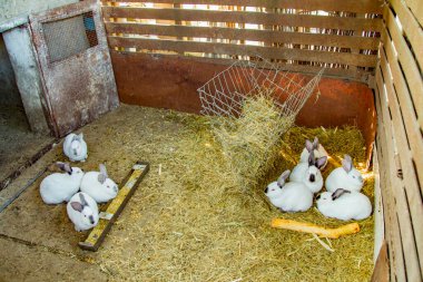 Hayvan çiftliğinde tavşan kafesinde tavşanlar, çiftlik arka planı. Doğal ekolojik çiftlikte tavşancık. Modern hayvan çiftliği ve ekolojik tarım kavramı