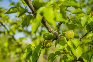 Tarım. Dallarda yeşil şeftali. Şeftali bahçesi