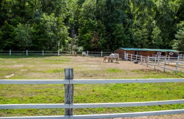 Sarı ördek yavrusu