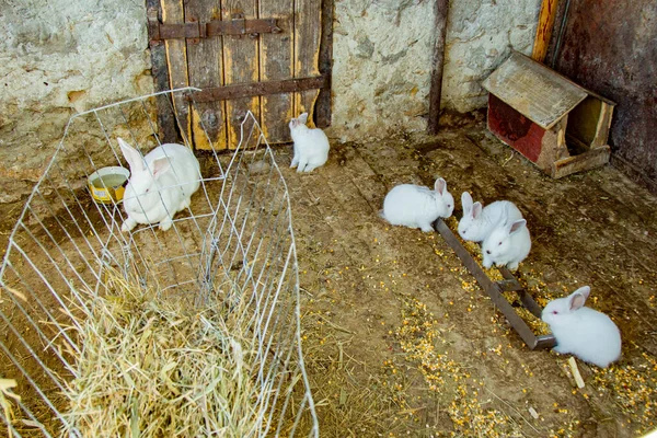 Hayvan çiftliğinde tavşan kafesinde tavşanlar, çiftlik arka planı. Doğal ekolojik çiftlikte tavşancık. Modern hayvan çiftliği ve ekolojik tarım kavramı