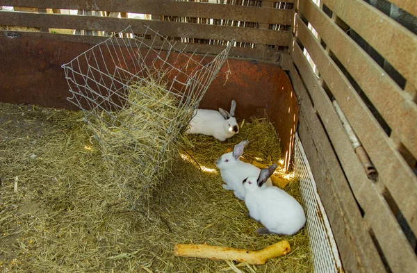 Rabbits in rabbit-hutch on animal farm, barn ranch background. Bunny in hutch on natural eco farm. Modern animal livestock and ecological farming concept