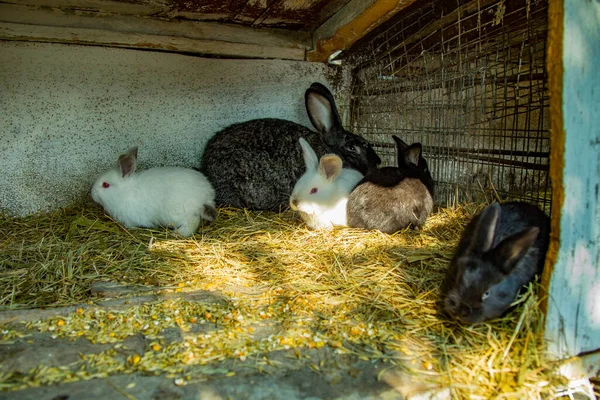 Hayvan çiftliğinde tavşan kafesinde tavşanlar, çiftlik arka planı. Doğal ekolojik çiftlikte tavşancık. Modern hayvan çiftliği ve ekolojik tarım kavramı