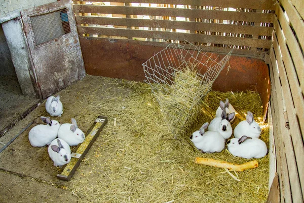 Hayvan çiftliğinde tavşan kafesinde tavşanlar, çiftlik arka planı. Doğal ekolojik çiftlikte tavşancık. Modern hayvan çiftliği ve ekolojik tarım kavramı