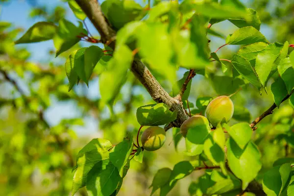 Tarım. Dallarda yeşil şeftali. Şeftali bahçesi