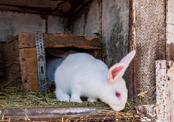 Hayvan çiftliğinde tavşan kafesinde tavşanlar, çiftlik arka planı. Doğal ekolojik çiftlikte tavşancık. Modern hayvan çiftliği ve ekolojik tarım kavramı