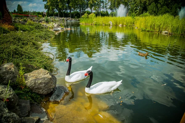Güneşli öğleden sonra bir göl kenarında güzel kuğu fotoğraf