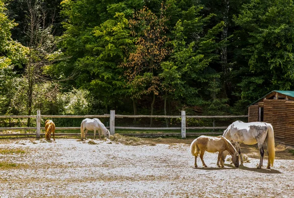 padok yakınındaki bir alanda otlayan atlar