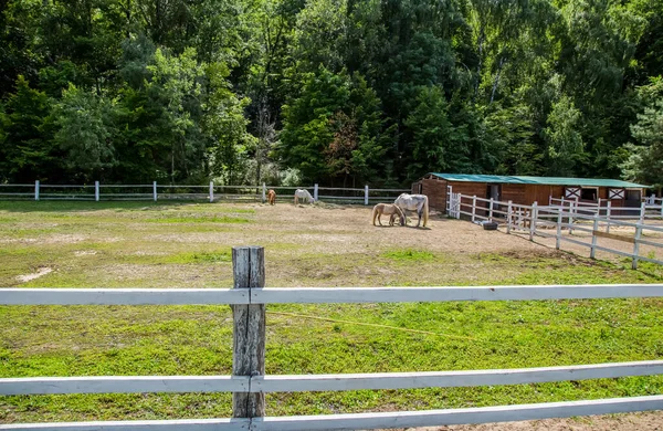 Sarı ördek yavrusu