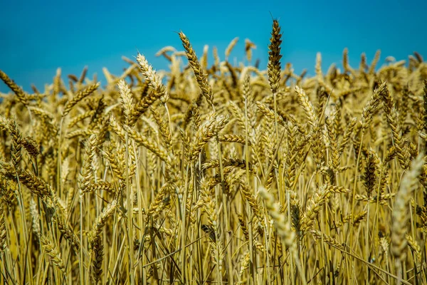 Golden Wheat Field Blue Sky — Stock Photo, Image