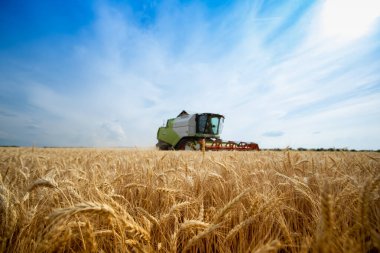 Bir hasat, Dubasarii Vechi köyü yakınlarındaki buğday tarlasında buğday topluyor.