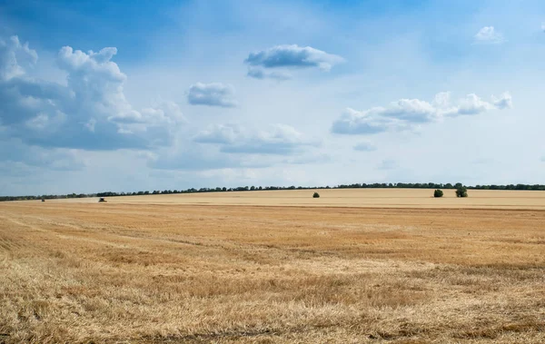 Sklizeň Kombinuje Sběr Pšenice Pšeničném Poli Poblíž Vesnice Dubasarii Vechi — Stock fotografie