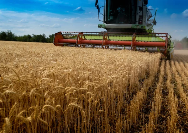 Harvest Combine Collects Wheat Wheat Field Dubasarii Vechi Village — Foto Stock