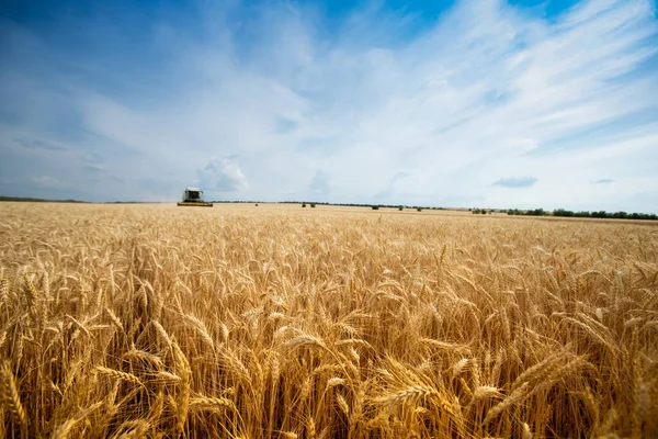 Harvest Combine Collects Wheat Wheat Field Dubasarii Vechi Village — Foto de Stock