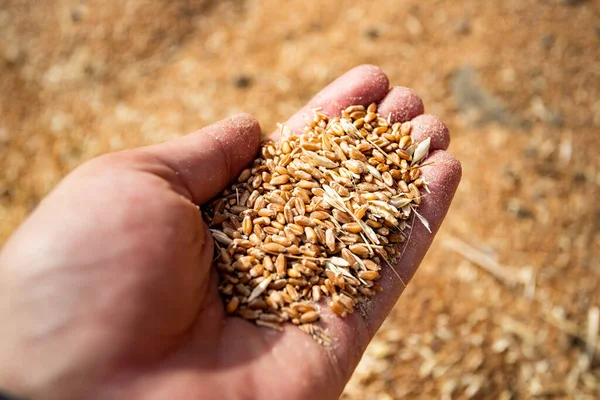 Пшеничные Зерна Время Сбора Урожая Пшеничном Поле — стоковое фото