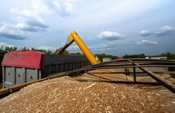 Harvester Combine Load Collected Wheat Grain Carrier Wheat Harvest Field — Stock Photo, Image
