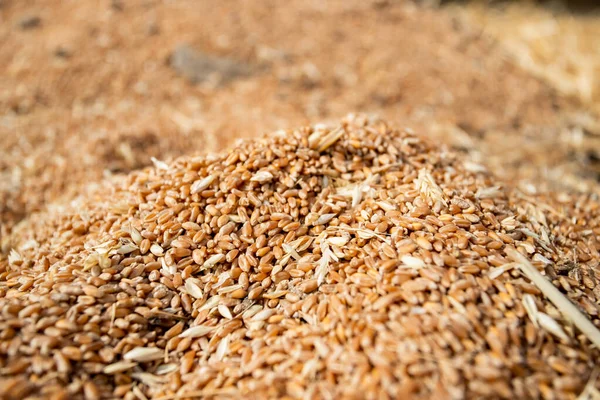 Harvester Combine Load Collected Wheat Grain Carrier Wheat Harvest Field — Fotografia de Stock